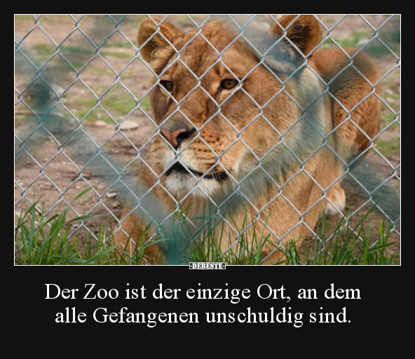 Der Zoo ist der einzige Ort, an dem alle Gefangenen.. - Lustige Bilder | DEBESTE.de