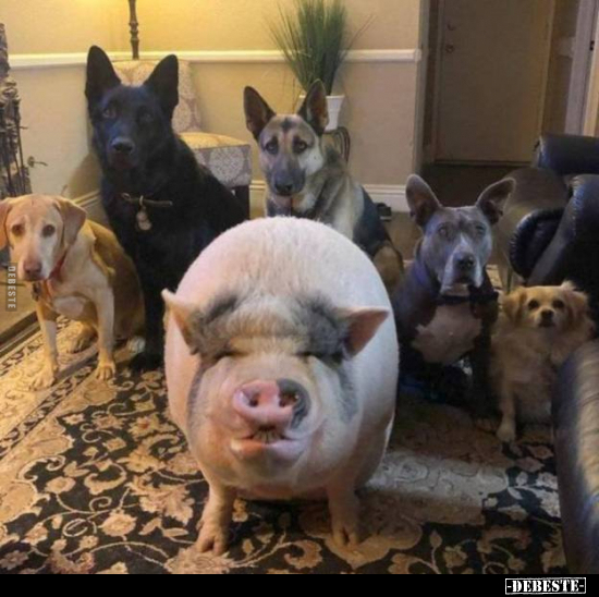  - Lustige Bilder | DEBESTE.de