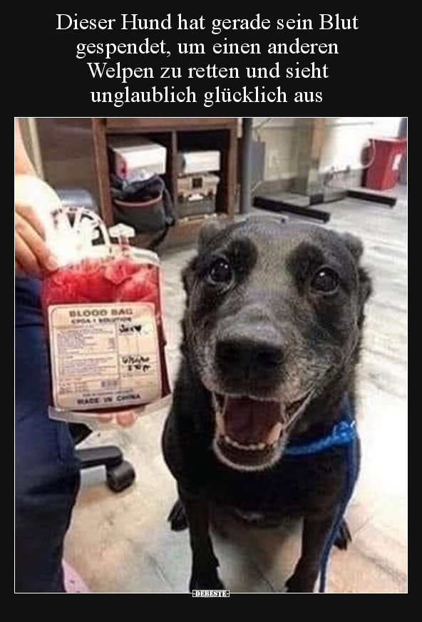 Dieser Hund hat gerade sein Blut gespendet, um einen.. - Lustige Bilder | DEBESTE.de