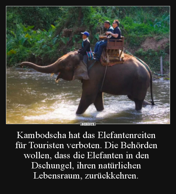 Kambodscha hat das Elefantenreiten für Touristen verboten... - Lustige Bilder | DEBESTE.de
