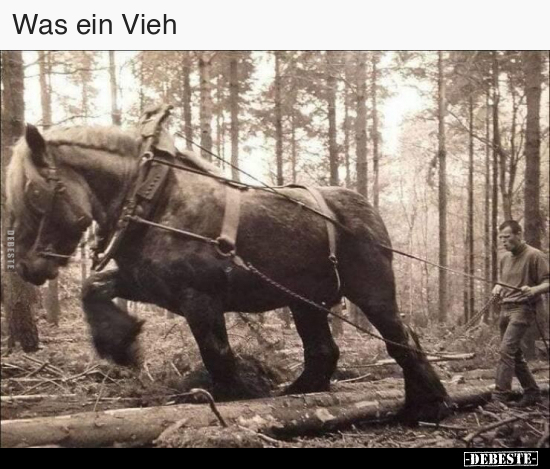 Was ein Vieh..