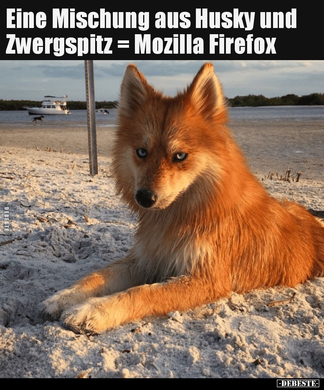 Eine Mischung aus Husky und Zwergspitz = Mozilla Firefox
