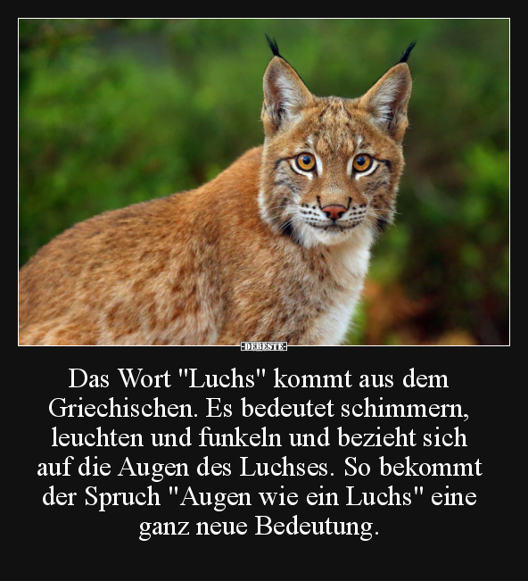 Das Wort "Luchs" kommt aus dem Griechischen.. - Lustige Bilder | DEBESTE.de