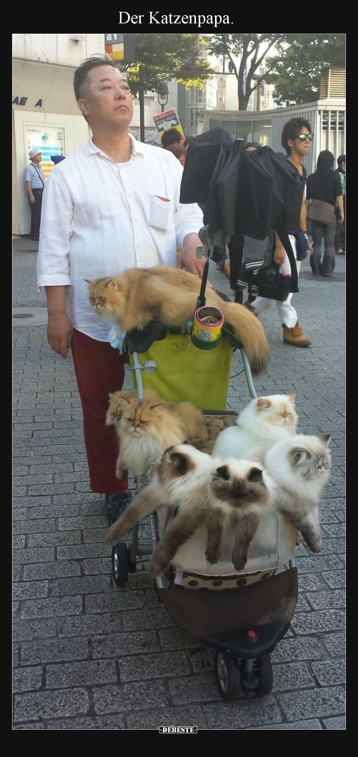 Der Katzenpapa.