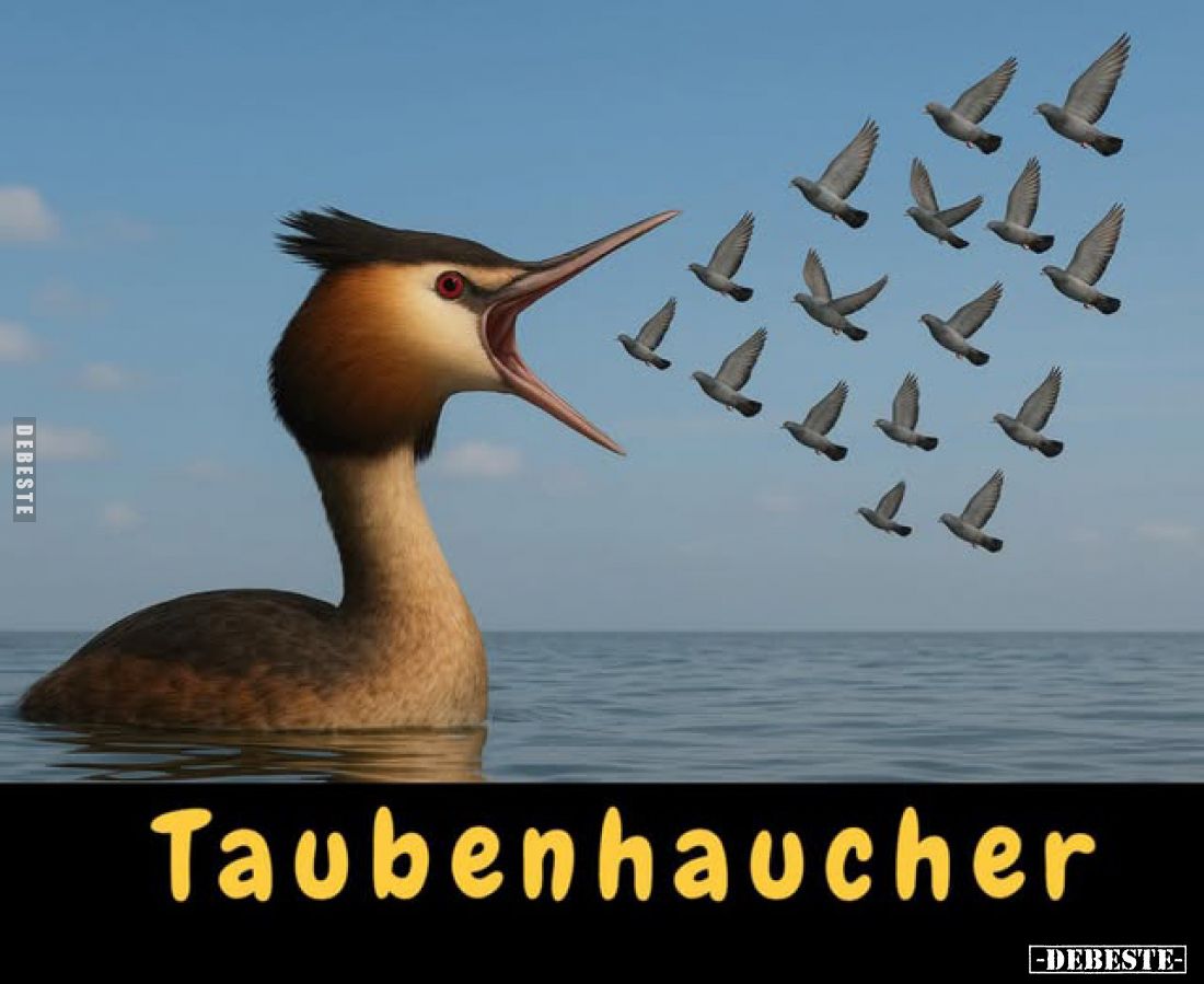Taubenhaucher