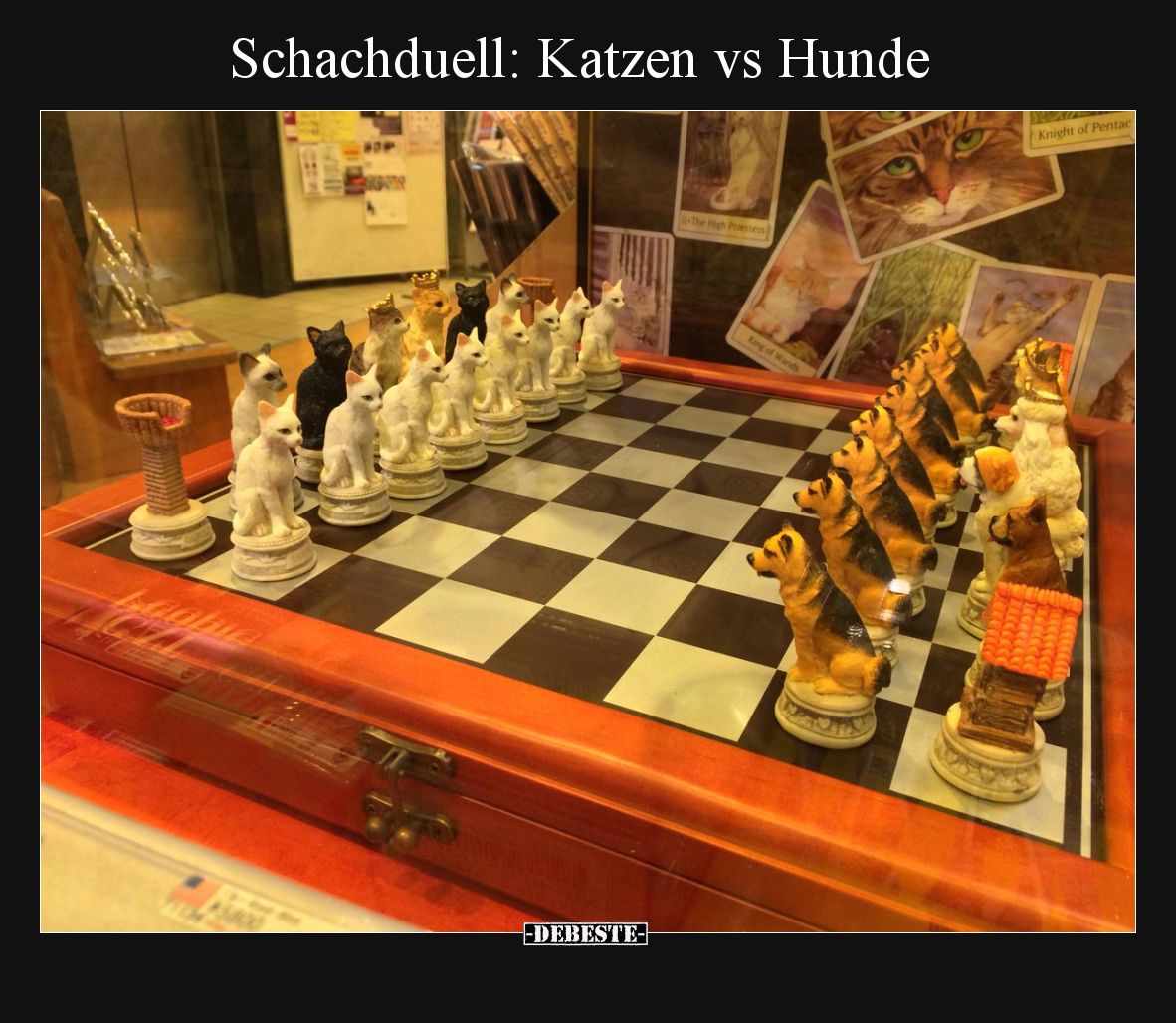 Schachduell: Katzen vs Hunde
