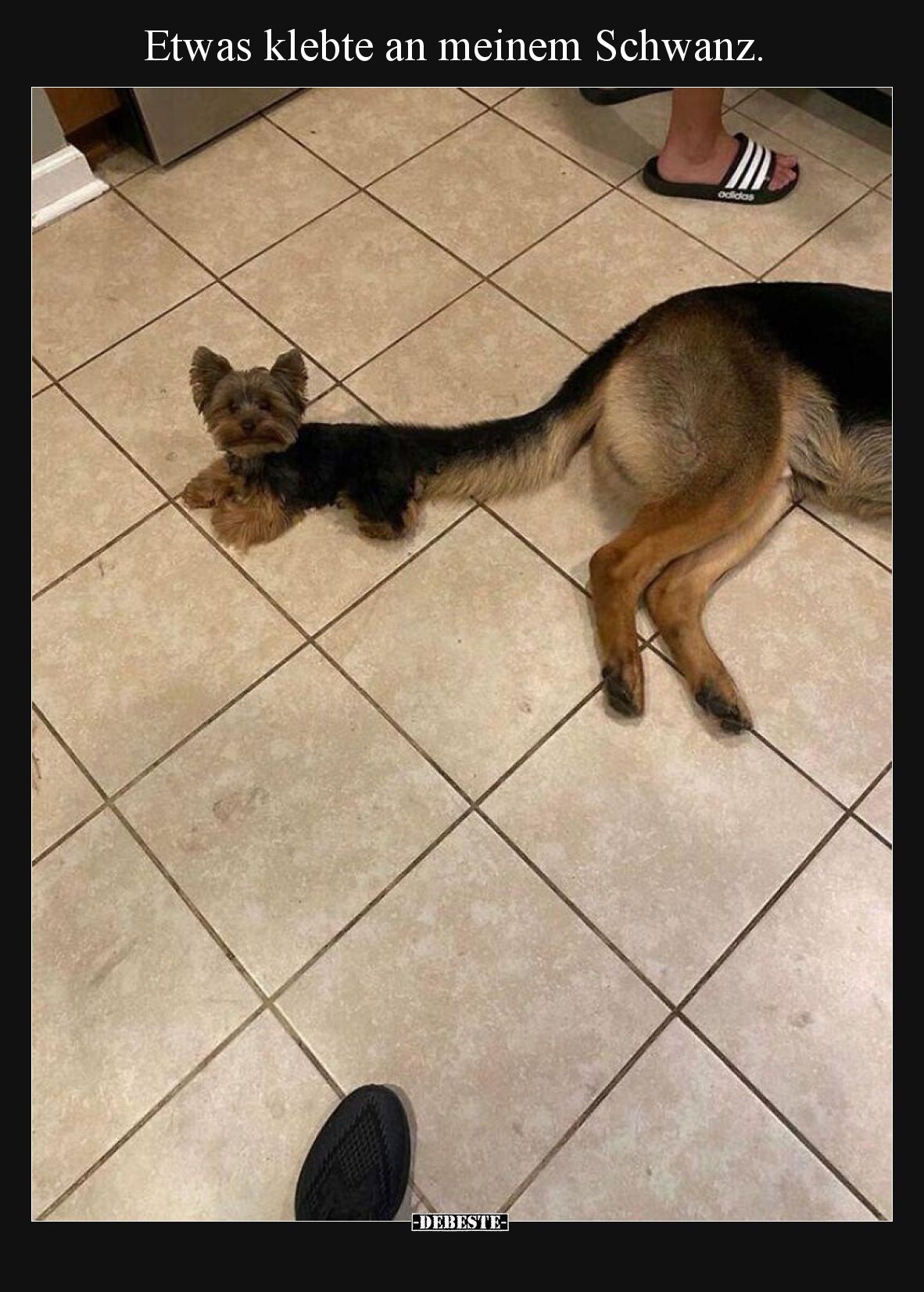 Etwas klebte an meinem Schwanz.