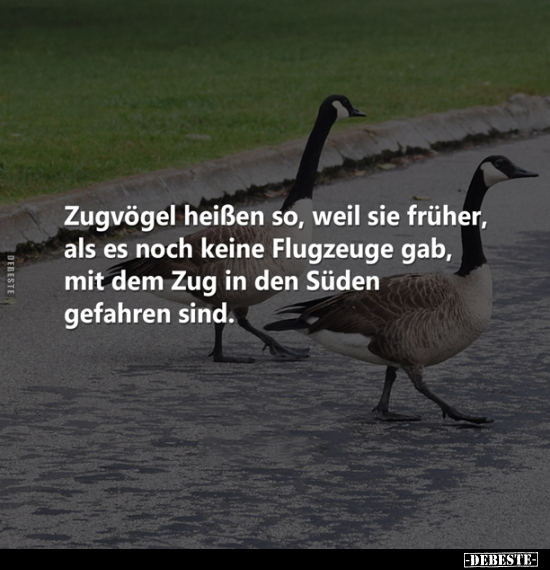 Zugvögel heißen so, weil sie früher, als es noch keine.. - Lustige Bilder | DEBESTE.de