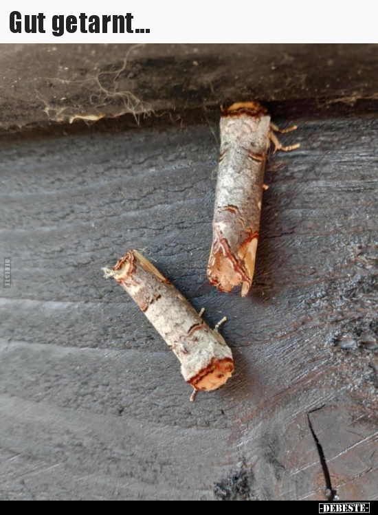 Gut getarnt...