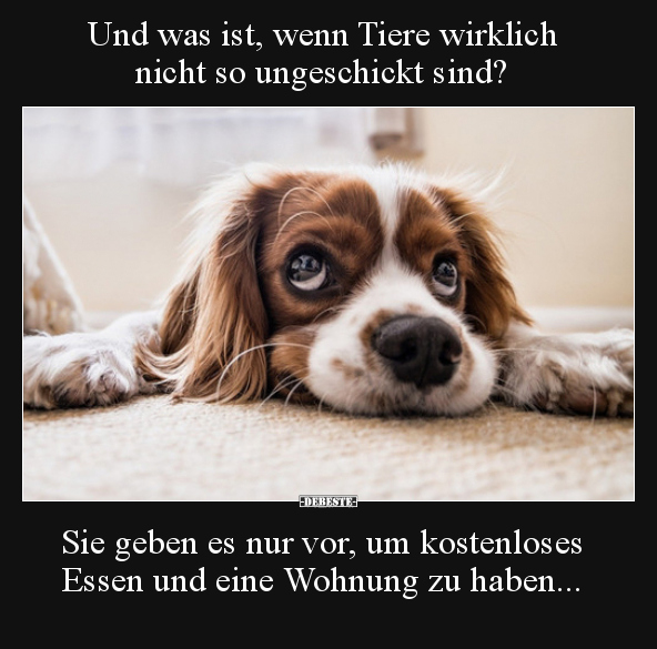 Und was ist, wenn Tiere wirklich nicht so ungeschickt.. - Lustige Bilder | DEBESTE.de