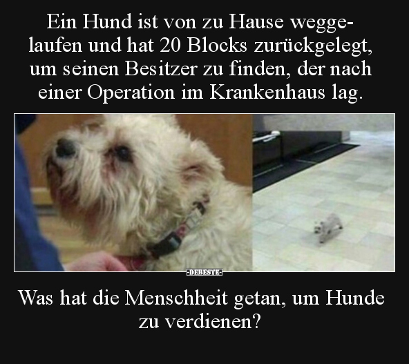 Ein Hund ist von zu Hause weggelaufen und hat 20 Blocks.. - Lustige Bilder | DEBESTE.de