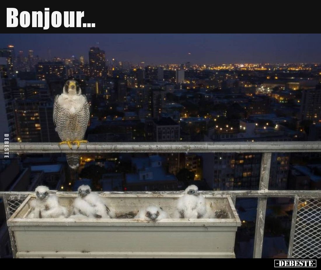 Bonjour... - Lustige Bilder | DEBESTE.de