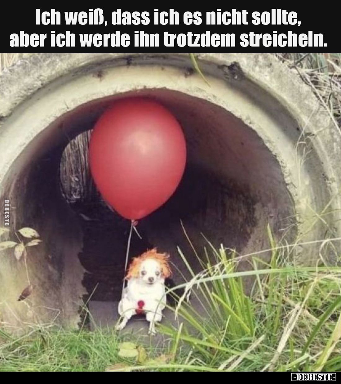 Ich weiß, dass ich es nicht sollte, aber ich werde ihn trotzdem streicheln.