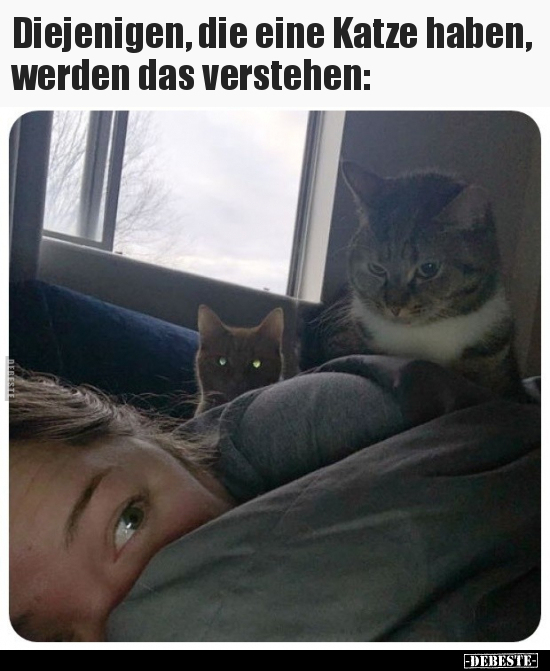 Diejenigen, die eine Katze haben, werden das verstehen.. - Lustige Bilder | DEBESTE.de