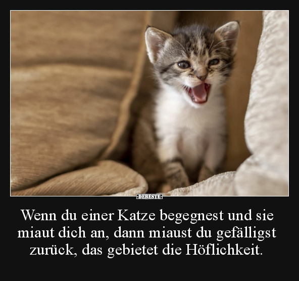 Wenn du einer Katze begegnest und sie miaut dich an.. - Lustige Bilder | DEBESTE.de