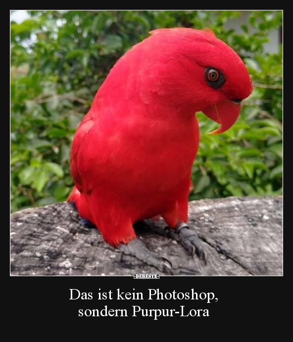 Das ist kein Photoshop, sondern Purpur-Lora.. - Lustige Bilder | DEBESTE.de