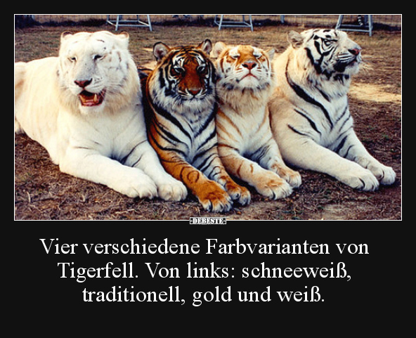 Vier verschiedene Farbvarianten von Tigerfell. Von links..