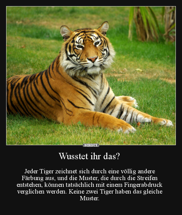 Wusstet ihr das? Jeder Tiger zeichnet sich durch eine.. - Lustige Bilder | DEBESTE.de