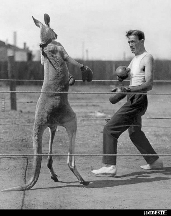  - Lustige Bilder | DEBESTE.de