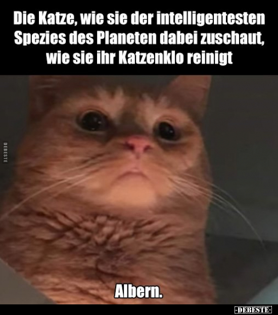 Die Katze, wie sie der intelligentesten Spezies des.. - Lustige Bilder | DEBESTE.de