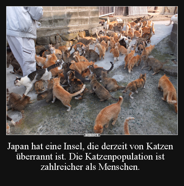 Japan hat eine Insel, die derzeit von Katzen überrannt.. - Lustige Bilder | DEBESTE.de
