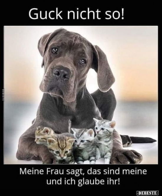 Guck nicht so!.. - Lustige Bilder | DEBESTE.de