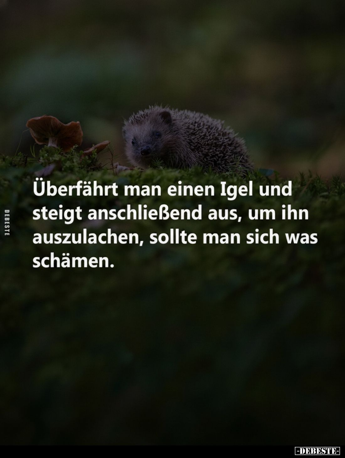 Überfährt man einen Igel und steigt anschließend aus, um ihn auszulachen, sollte man sich was schämen.