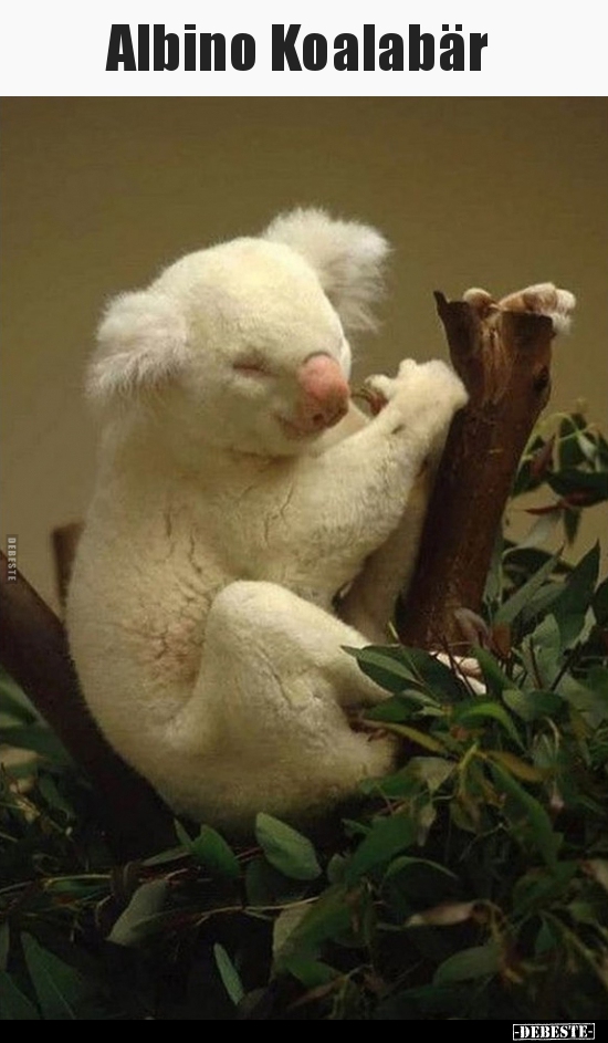 Albino Koalabär.. - Lustige Bilder | DEBESTE.de