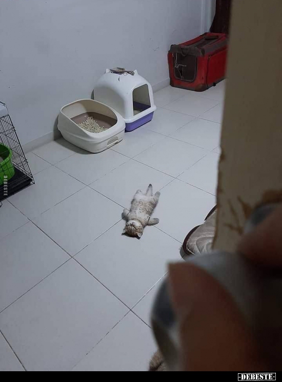  - Lustige Bilder | DEBESTE.de