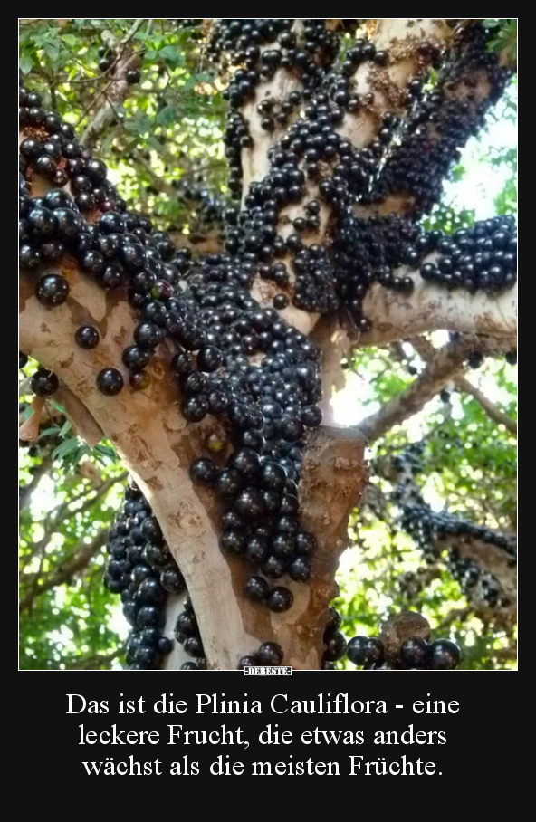 Das ist die Plinia Cauliflora - eine leckere Frucht, die.. - Lustige Bilder | DEBESTE.de