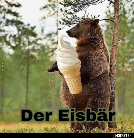 Der Eisbär.