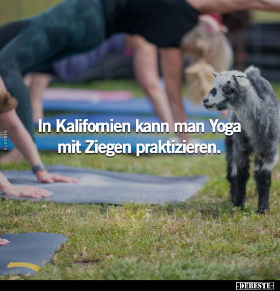 In Kalifornien kann man Yoga mit Ziegen praktizieren.. - Lustige Bilder | DEBESTE.de