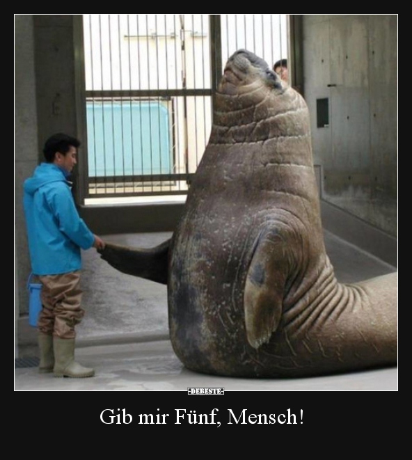 Gib mir Fünf, Mensch!.. - Lustige Bilder | DEBESTE.de