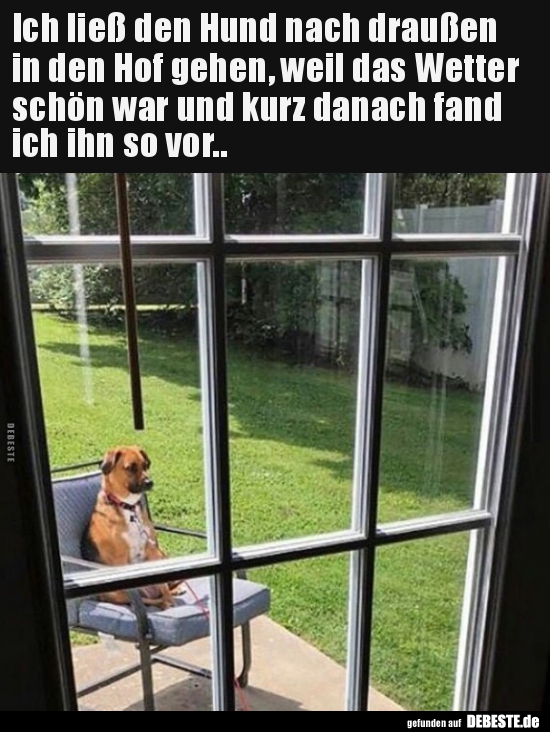 Ich ließ den Hund nach draußen in den Hof gehen, weil das.. Lustige