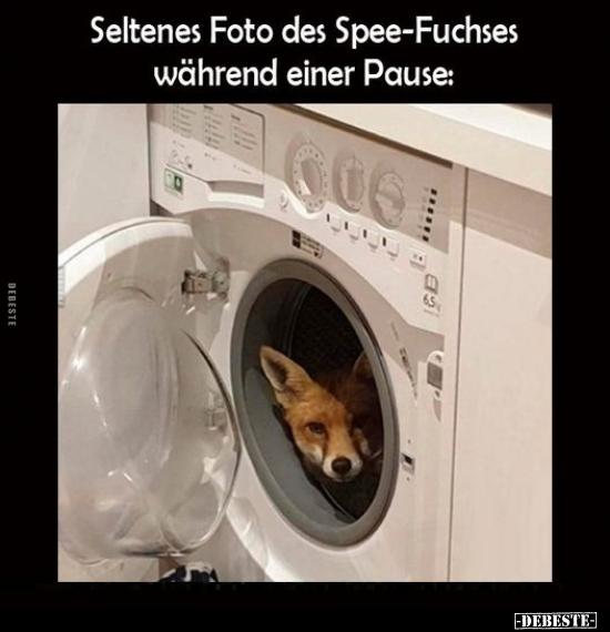 Seltenes Foto des Spee-Fuchses während einer Pause.. - Lustige Bilder | DEBESTE.de