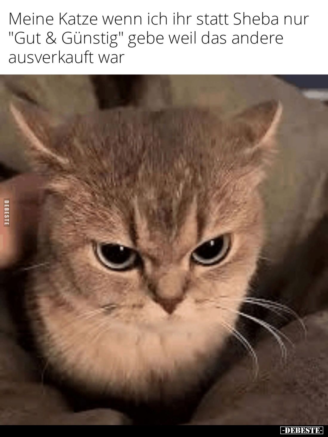 Meine Katze wenn ich ihr statt Sheba nur "Gut & Günstig" gebe weil das andere ausverkauft war