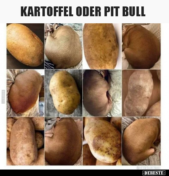 
KARTOFFEL ODER PIT BULL
 - Lustige Bilder | DEBESTE.de