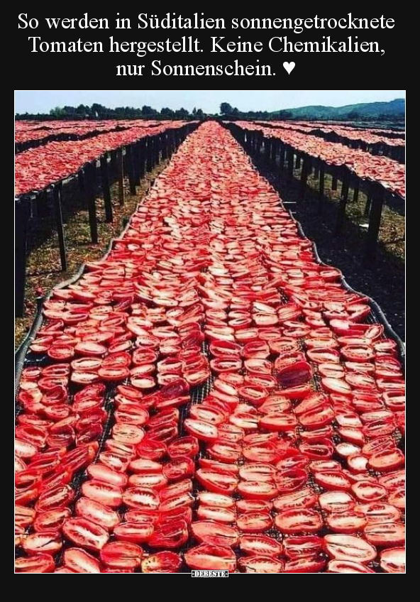 So werden in Süditalien sonnengetrocknete Tomaten.. - Lustige Bilder | DEBESTE.de