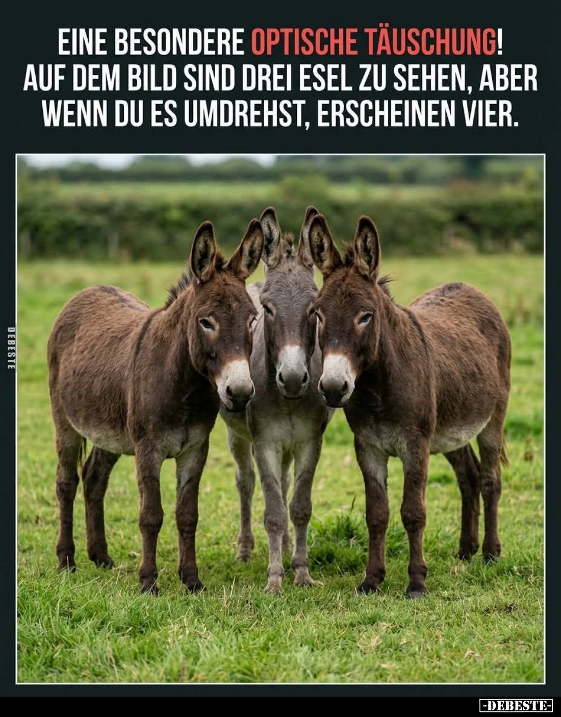 Eine besondere optische Täuschung!
Auf dem Bild sind drei Esel zu sehen, aber wenn du es umdrehst, erscheinen vier.