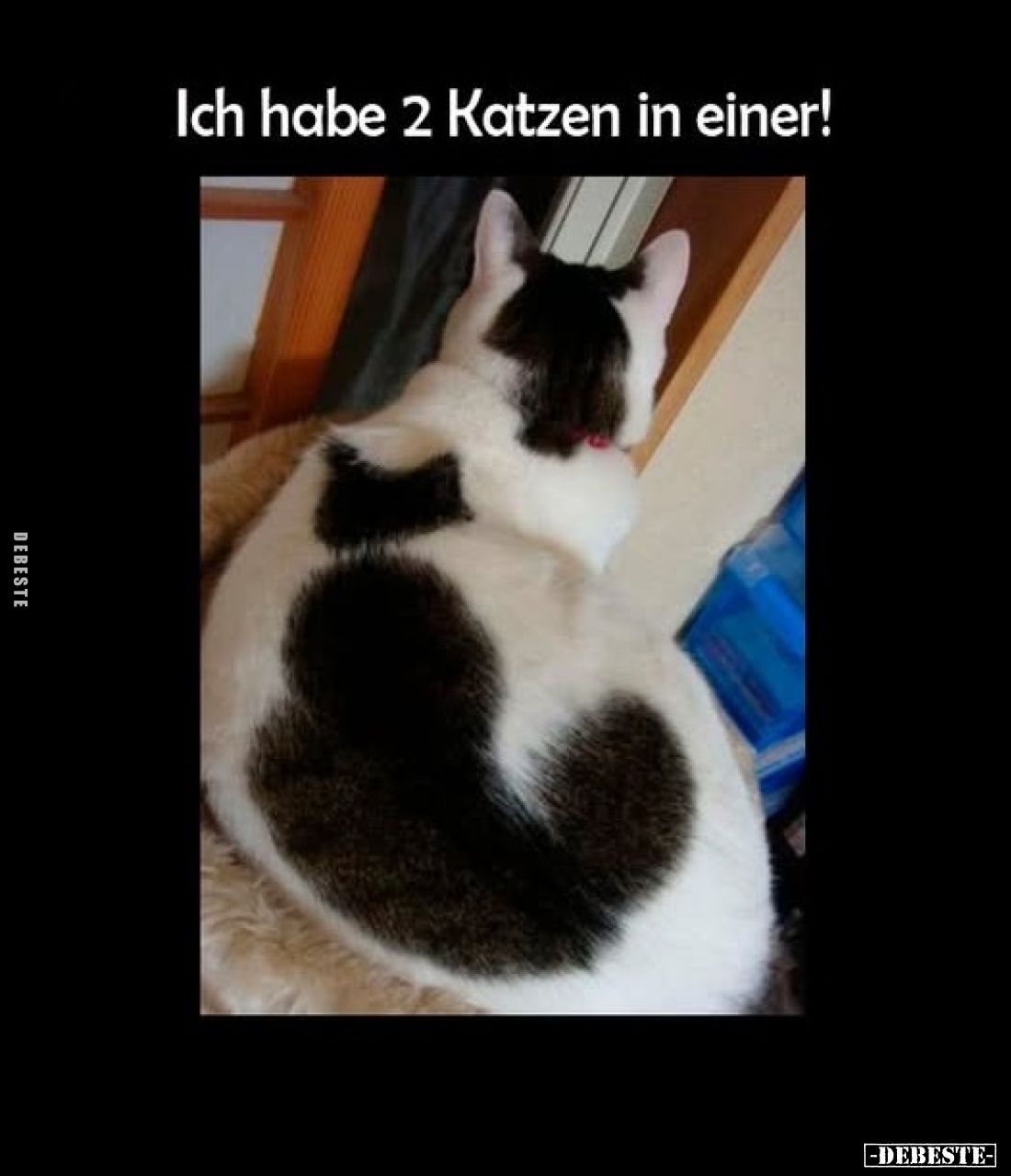 Ich habe 2 Katzen in einer!