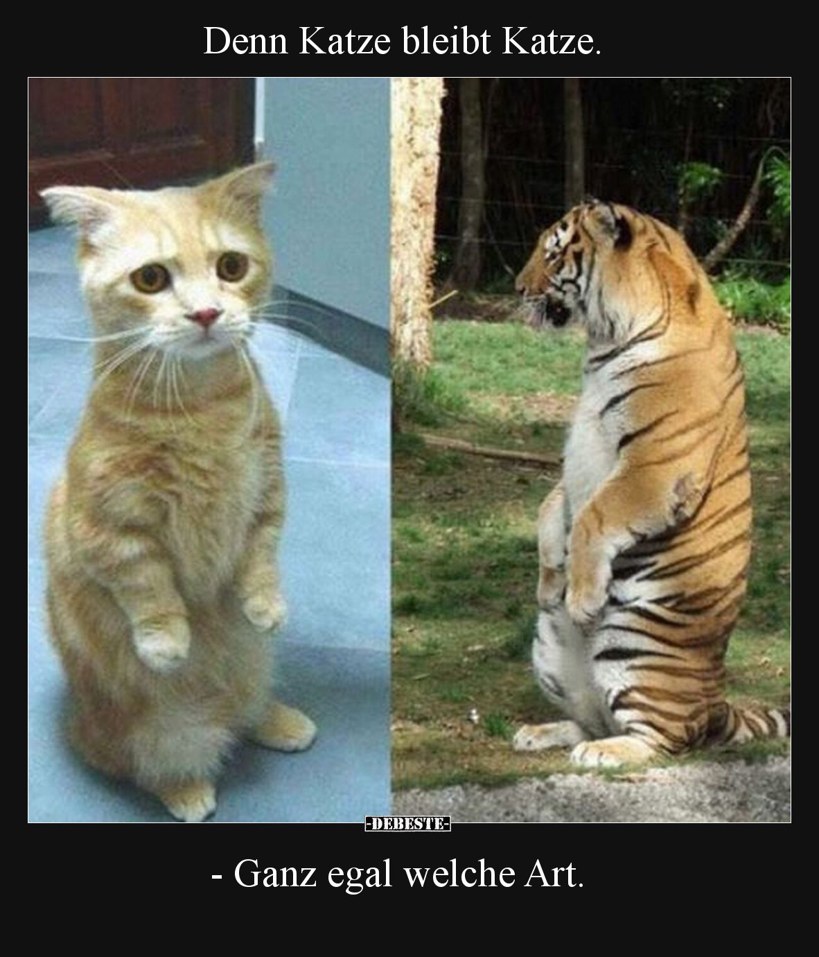 Denn Katze bleibt Katze - Ganz egal welche Art