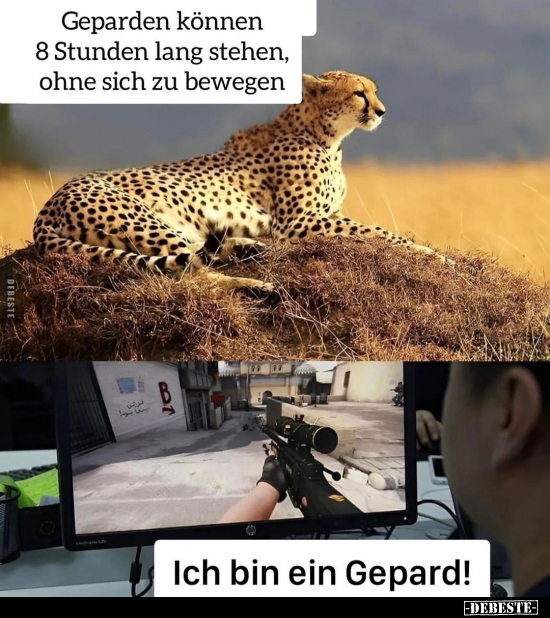 Geparden können 8 Stunden lang stehen.. - Lustige Bilder | DEBESTE.de