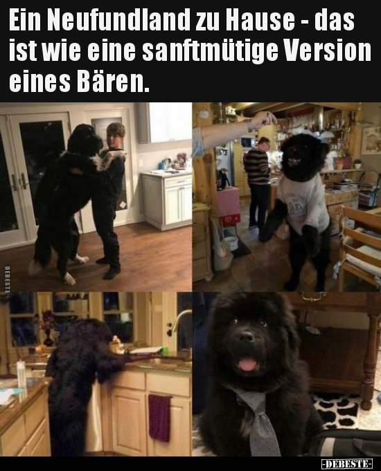 Ein Neufundland zu Hause - das ist wie eine sanftmütige..