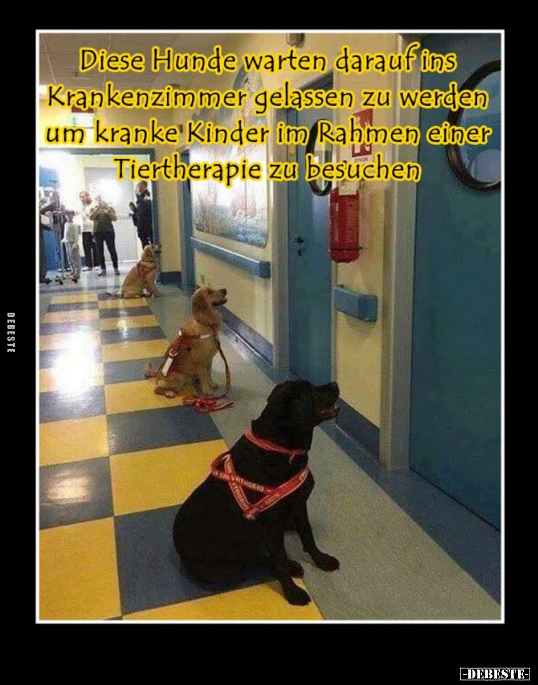 Diese Hunde warten darauf ins Krankenzimmer gelassen zu werden um kranke Kinder im Rahmen einer Tiertherapie zu besuchen.
