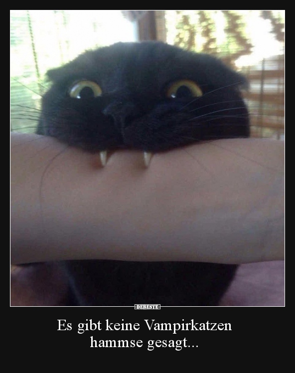 Es gibt keine Vampirkatzen hammse gesagt... - Lustige Bilder | DEBESTE.de