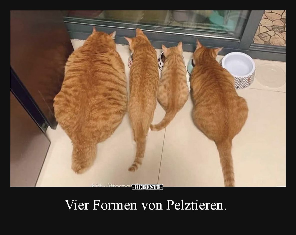 Vier Formen von Pelztieren