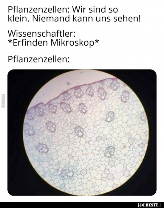 Pflanzenzellen: Wir sind so klein. Niemand kann uns..