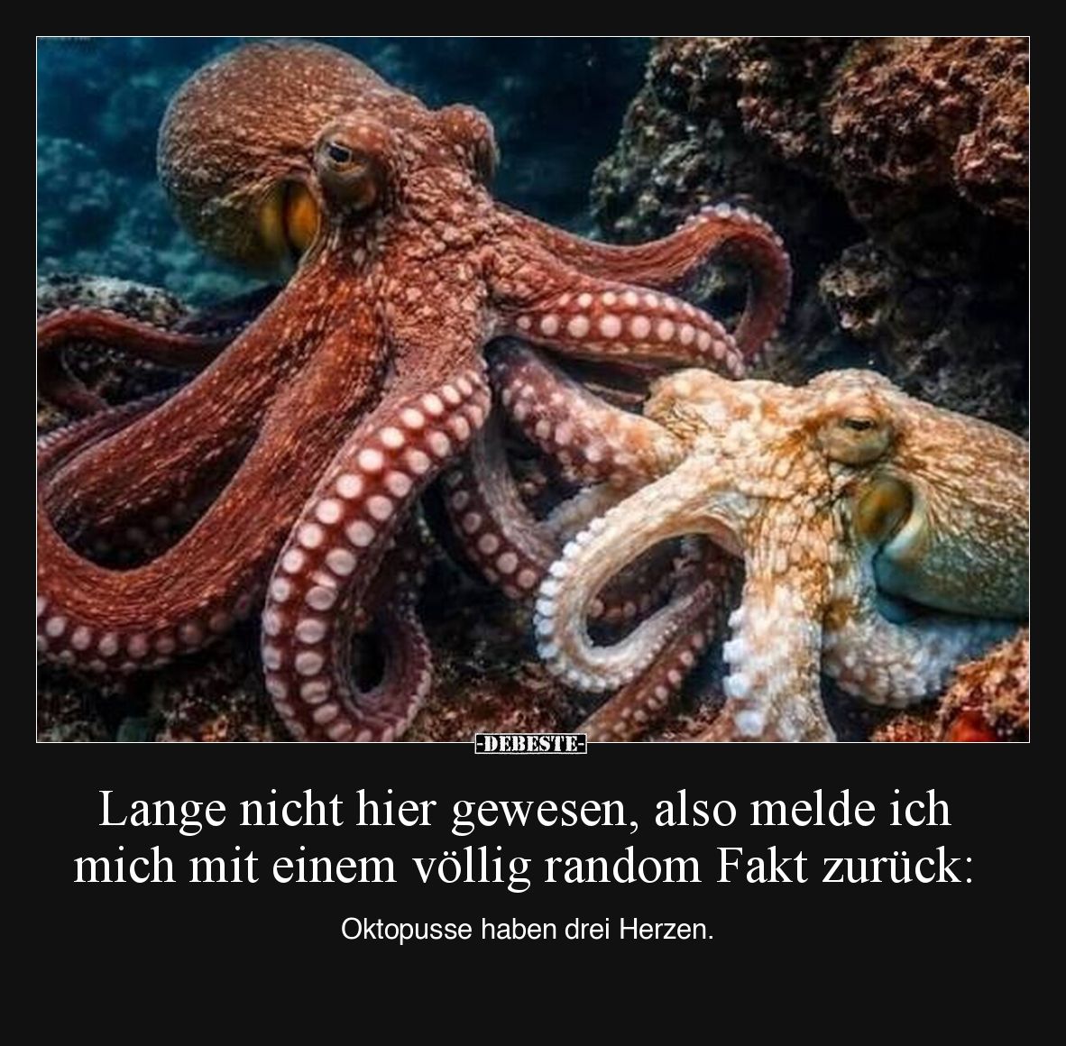 Lange nicht hier gewesen, also melde ich mich mit einem völlig random Fakt zurück:
Oktopusse haben drei Herzen.