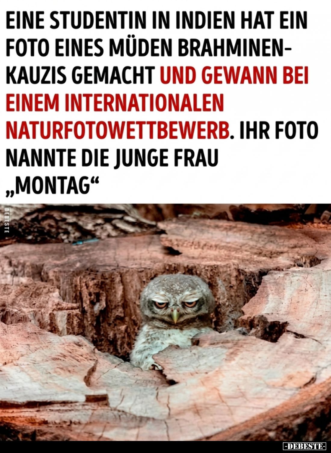  - Lustige Bilder | DEBESTE.de
