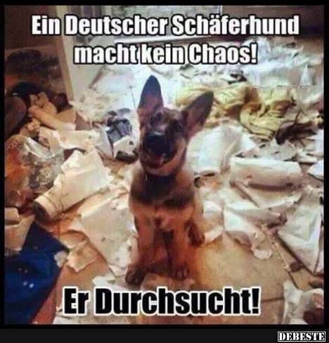 Ein Deutscher Schäferhund macht kein Chaos! - Lustige Bilder | DEBESTE.de